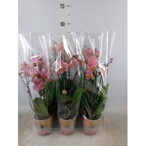 Phalaenopsis multi. 'Ant Treviso'