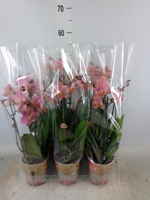 <h4>Phalaenopsis multi. 'Ant Treviso'</h4>