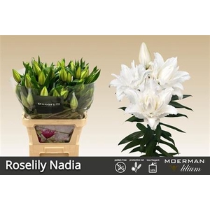 Lilium (Oriental Grp) double Roselily Nadia