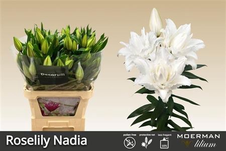 <h4>Li Or Du Roselily Nadia</h4>