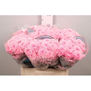 Chr T Klb Altaj Pastel Pink