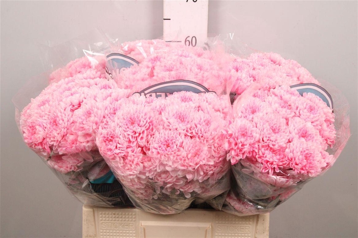 <h4>Chr T Klb Altaj Pastel Pink</h4>