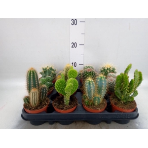 Cactus   ...mix