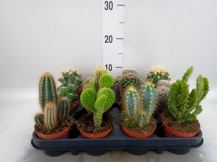 <h4>Cactus ...mix</h4>