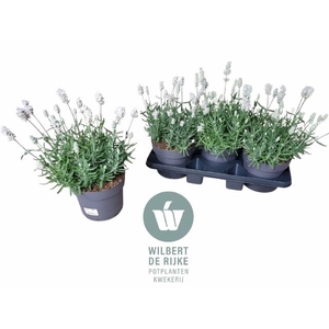 LAVANDULA VIENCO WHITE P19