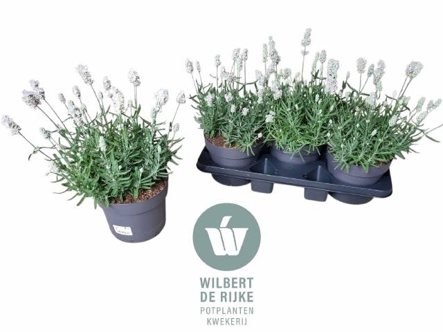 <h4>LAVANDULA VIENCO WHITE P19</h4>