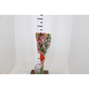 ALST. MODENA 070 CM