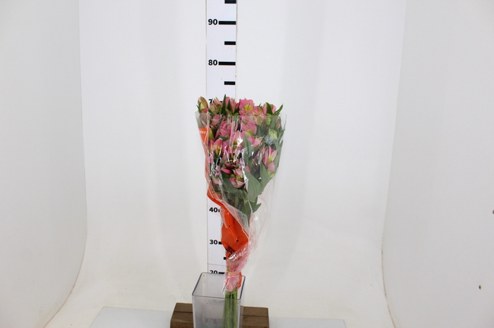 ALST. MODENA 070 CM