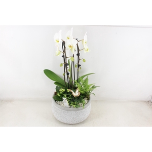 arr2 PL - Ker. barok grijs phal cascade wit