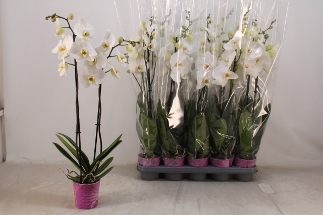 <h4>PHAL OV WIT</h4>