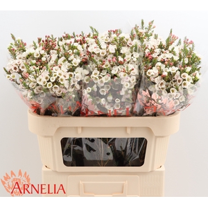Chamelaucium Moonlight Delight