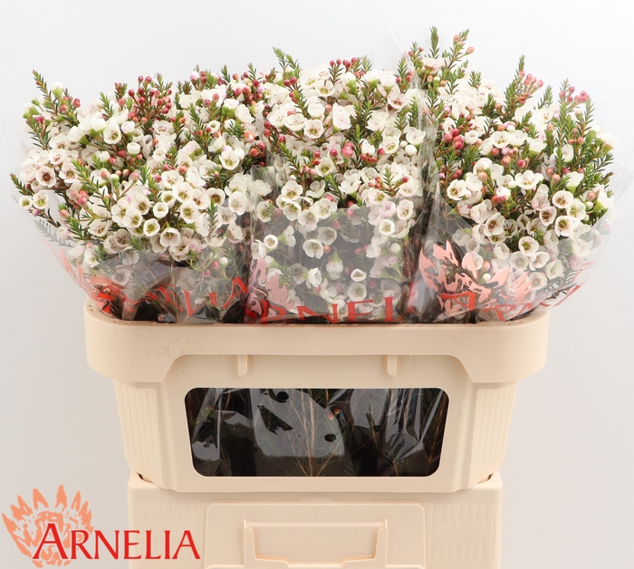 <h4>Chamelaucium Moonlight Delight</h4>