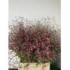 Gypsophila Eleg Roze Bs