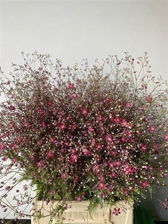 Gypsophila Eleg Roze Bs
