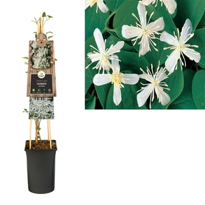 Clematis terniflora +3.0 label