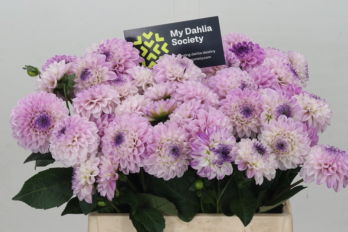 <h4>Dahlia Genova</h4>