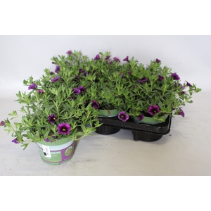 Calibrachoa Purple