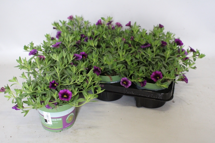 <h4>Calibrachoa Purple</h4>