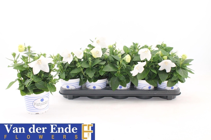 <h4>PLATYCO GR ASTRA WHI</h4>