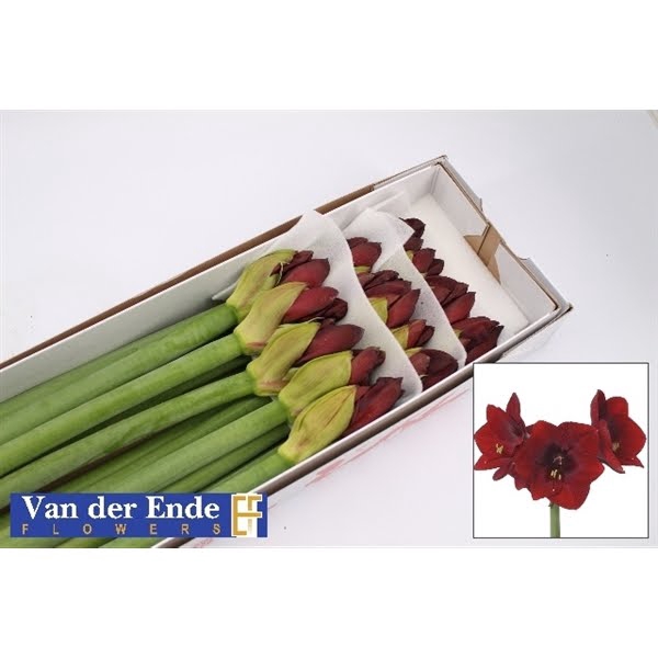 <h4>Hipp Royal Velvet X15 Ende</h4>