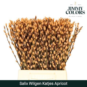 Salix Katjes L50 Apricot