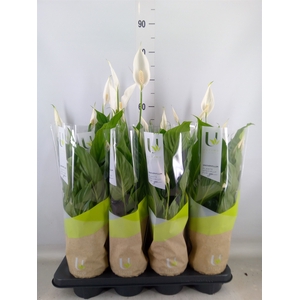 Spathiphyllum  'Strauss'