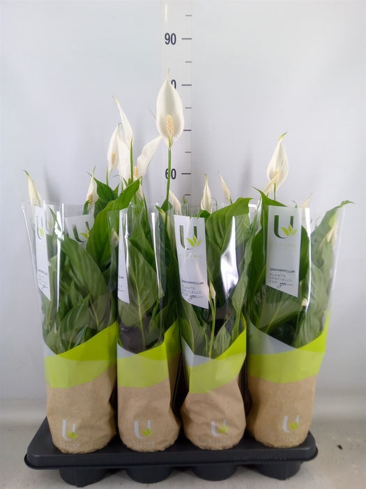 <h4>Spathiphyllum  'Strauss'</h4>
