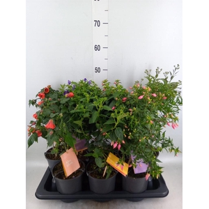 Kuipplanten   ...mix        [Patio]