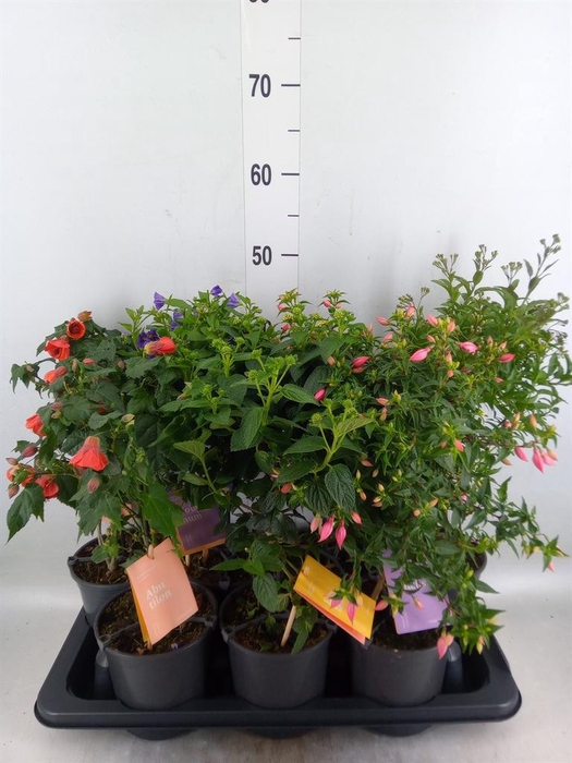 <h4>Kuipplanten   ...mix        [Patio]</h4>