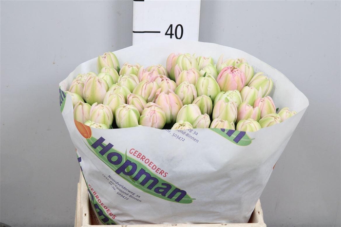 <h4>Tu Du Pink Mist</h4>