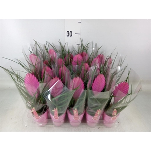 Tillandsia cyanea 'Vincent'