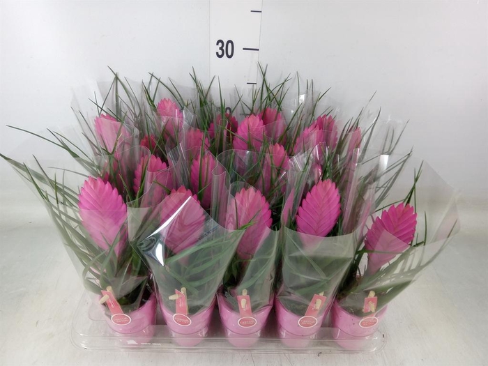 <h4>Tillandsia cyanea 'Vincent'</h4>