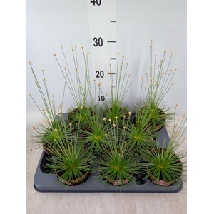 Synchonanthus  'Mikado'