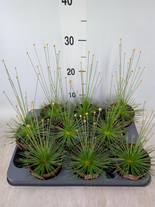 <h4>Synchonanthus 'Mikado'</h4>