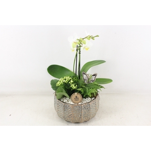 arr2 PL - Ker. maze x3 phal. M