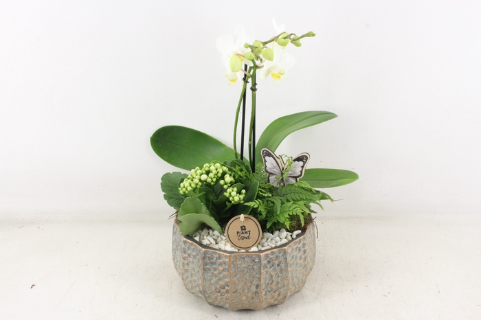 <h4>arr2 PL - Ker. maze x3 phal. M</h4>