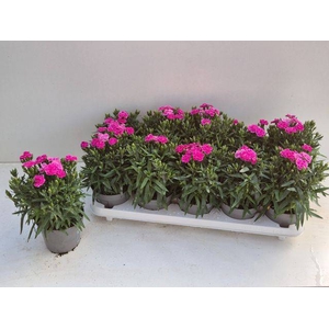 DIANTHUS PEMAN P12