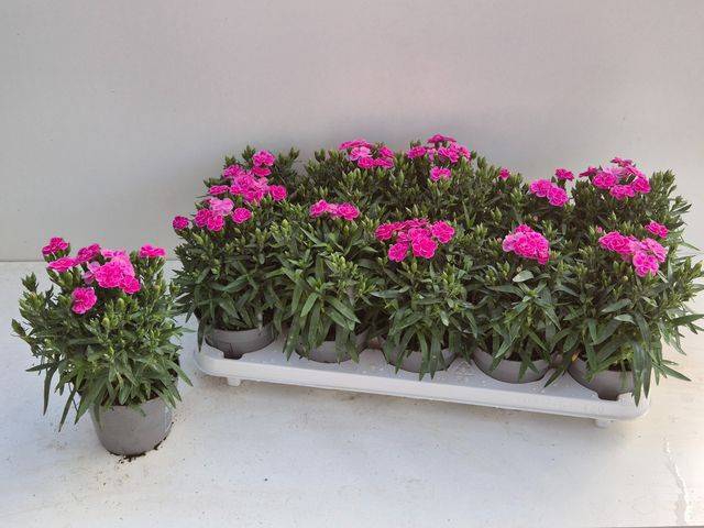 <h4>DIANTHUS PEMAN P12</h4>