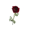 Ranunculus Fuchsia
