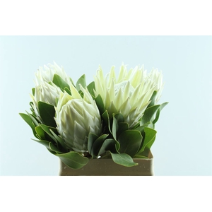 Protea Cy Full Moon