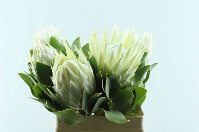 <h4>Protea Cy Full Moon</h4>