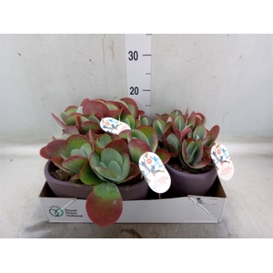 Kalanchoe NF thyrsiflora