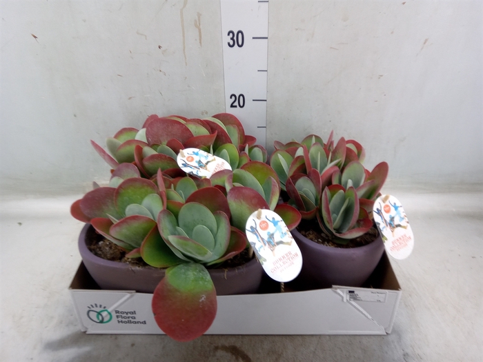 <h4>Kalanchoe NF thyrsiflora</h4>