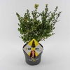 Ilex crenata Dark Green
