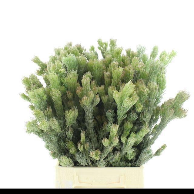 <h4>ADENANTHOS OV</h4>