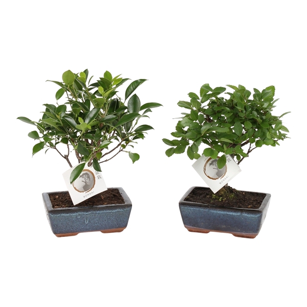 <h4>Bonsai Mix in ø15cm Ceramic Ball Shape</h4>