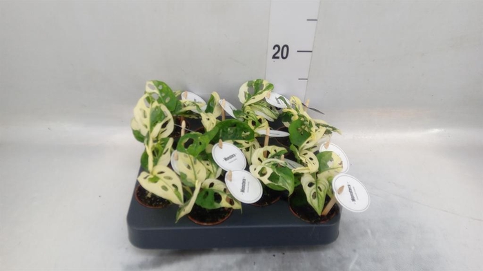 <h4>Monstera obliqua 'Leichtlinii'</h4>