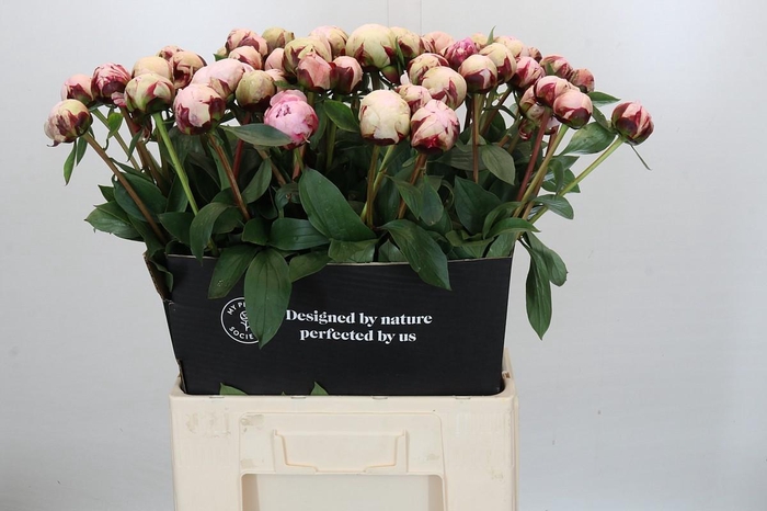 <h4>Paeonia Lact. Reine Hortense</h4>