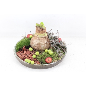 arr4 Amaryllis MB - Luxe schotel 1bol x4 RD