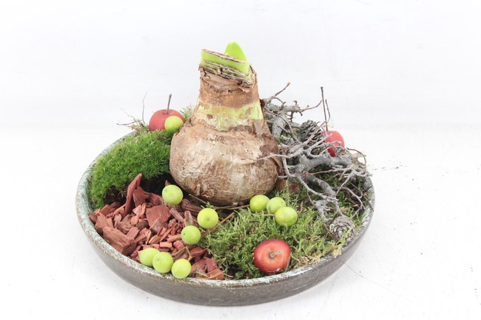 <h4>arr4 Amaryllis MB - Luxe schotel 1bol x4 RD</h4>